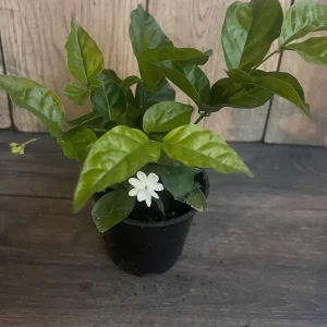 Arabian Jasmine Plant - Live Sambac Jasmine, Fragrant White Flowers, 4-6 inch Pot, Indoor/Outdoor - Image 10