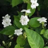 Arabian Jasmine Plant - Live Sambac Jasmine, Fragrant White Flowers, 4-6 inch Pot, Indoor/Outdoor - Image 1
