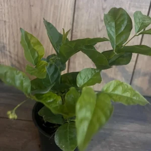 Arabian Jasmine Plant - Live Sambac Jasmine, Fragrant White Flowers, 4-6 inch Pot, Indoor/Outdoor - Image 8