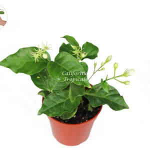 Arabian Jasmine Sambac Live Plant – 4 inch Pot – Fragrant Indoor/Outdoor Shrub - Image 1