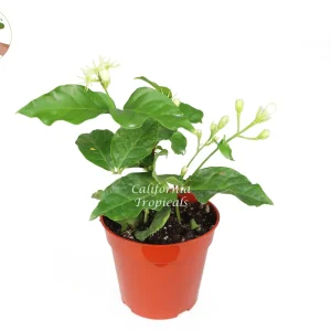 Arabian Jasmine Sambac Live Plant – 4 inch Pot – Fragrant Indoor/Outdoor - Image 2