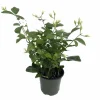 Arabian Tea Jasmine Plant Maid of Orleans Live Plant 4 inch Pot Indoor/Outdoor - Image 1