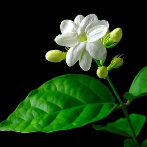Arabian Tea Jasmine Plant Maid of Orleans Live Plant 4 inch Pot Indoor/Outdoor - Image 2