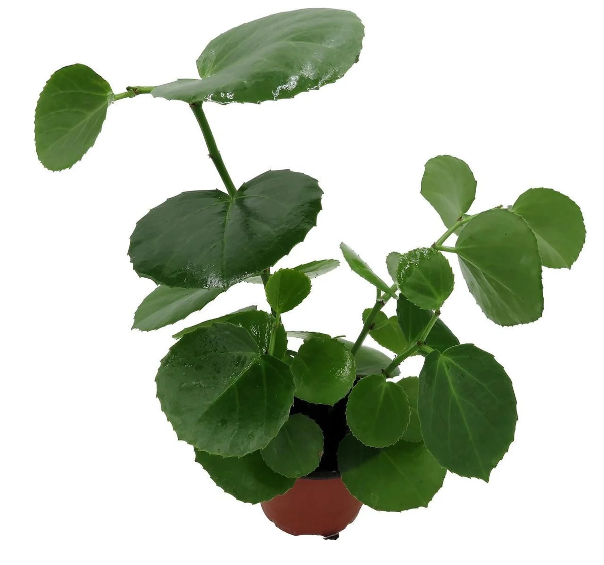Arabian Wax Ivy Live Plant - Cissus Rotundifolia - 4 inch Pot - Houseplant - Image 2