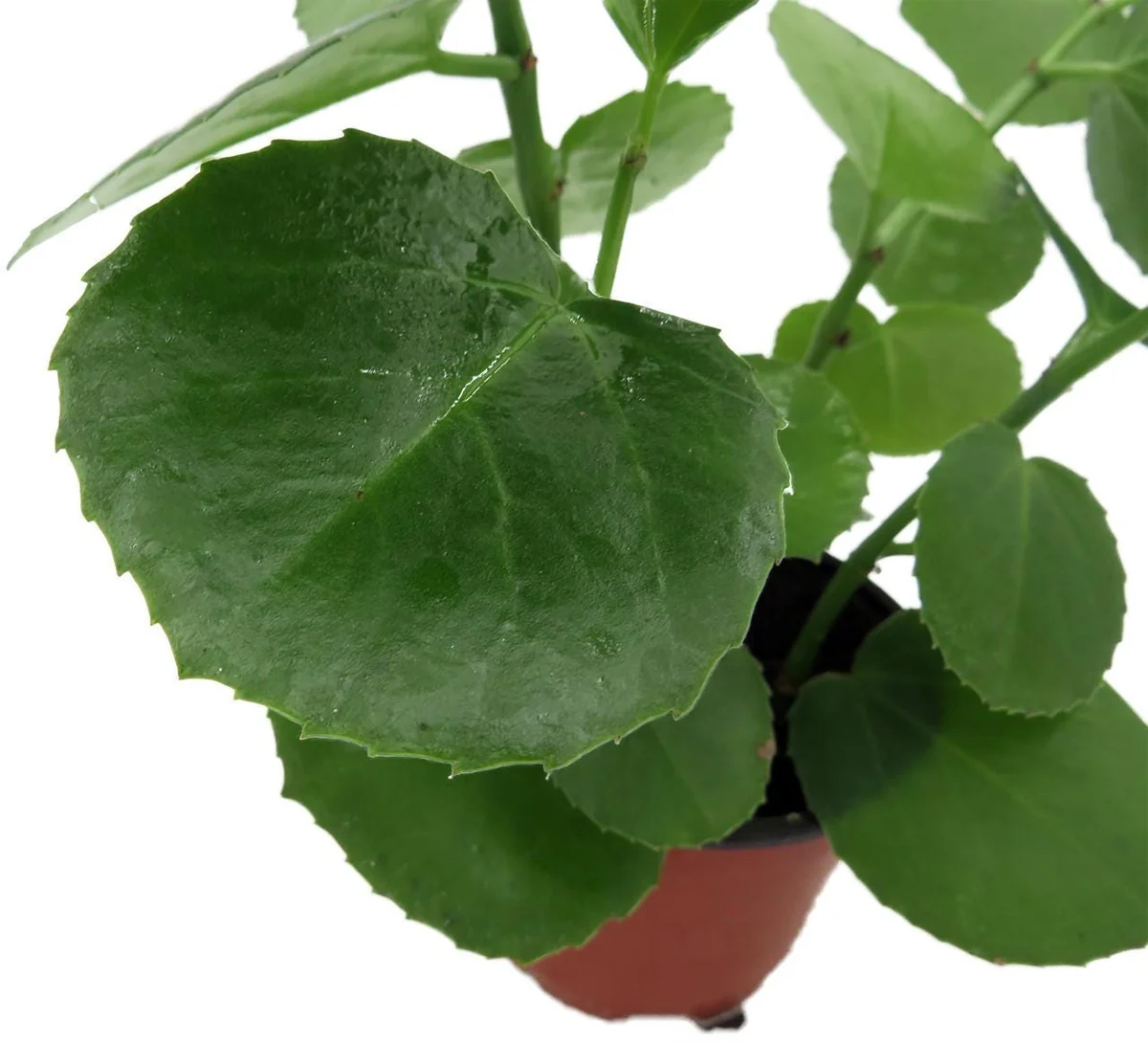 Arabian Wax Ivy Live Plant - Cissus Rotundifolia - 4 inch Pot - Houseplant - Image 3