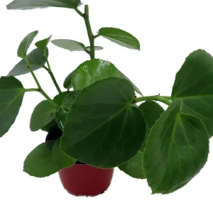 Arabian Wax Ivy Live Plant - Cissus Rotundifolia - 4 inch Pot - Houseplant - Image 4