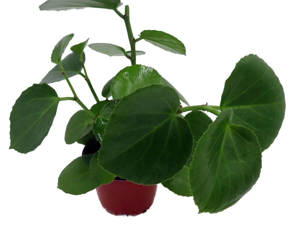 Arabian Wax Ivy Live Plant - Cissus Rotundifolia - 4 inch Pot - Houseplant - Image 4