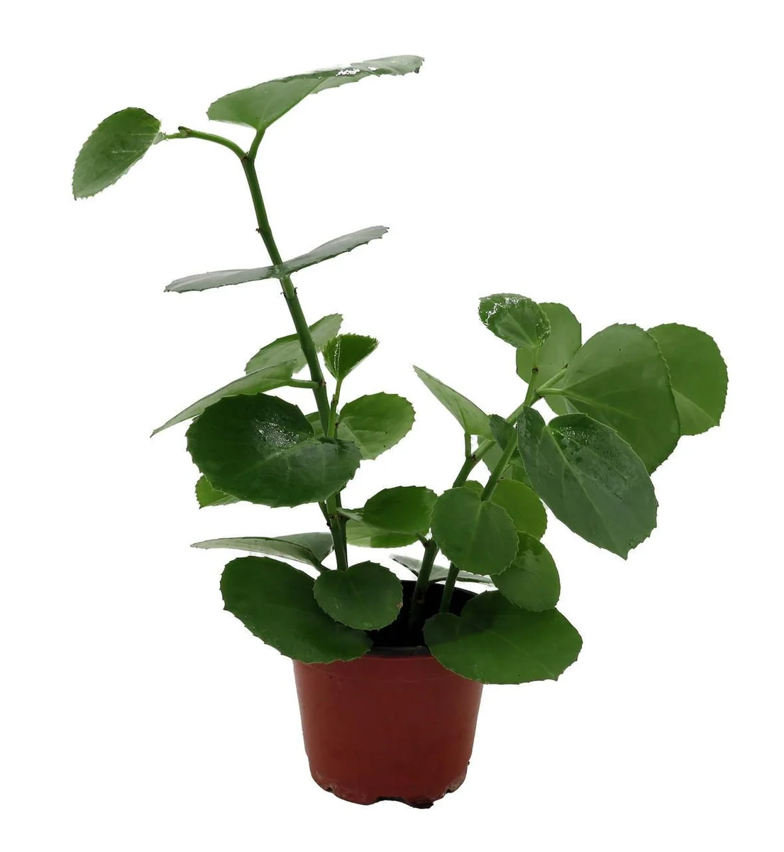 Arabian Wax Ivy Live Plant - Cissus Rotundifolia - 4 inch Pot - Houseplant - Image 1
