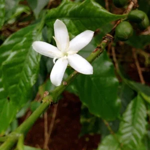 Arabica Coffee Live Plant - 1-2 Ft Tall, Ships in 6