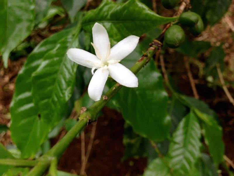 Arabica Coffee Live Plant - 1-2 Ft Tall, Ships in 6" Pot - Indoor/Outdoor - Image 2