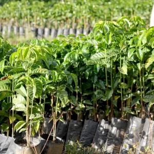 Arabica Coffee Live Plant - 1-2 Ft Tall, Ships in 6