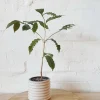 Arabica Coffee Live Plant - 1-2 Ft Tall, Ships in 6" Pot - Indoor/Outdoor - Image 1