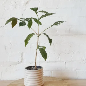 Arabica Coffee Live Plant - 1-2 Ft Tall, Ships in 6