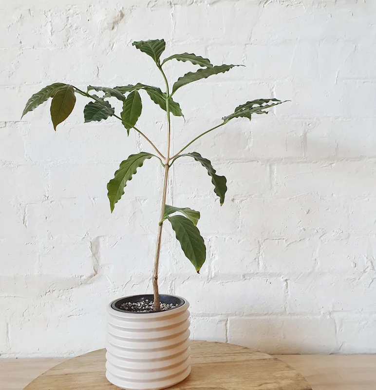 Arabica Coffee Live Plant - 1-2 Ft Tall, Ships in 6" Pot - Indoor/Outdoor - Image 1