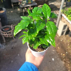 Arabica Coffee Live Plant 4 inch Pot - Indoor Houseplant - Image 3