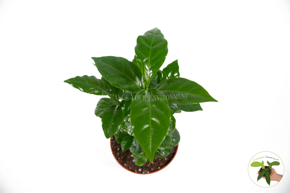 Arabica Coffee Plant - 4 inch Potted Live Plant - Indoor Houseplant - Image 2