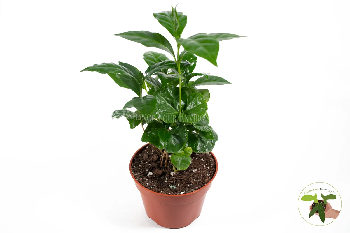 Arabica Coffee Plant - 4 inch Potted Live Plant - Indoor Houseplant - Image 1