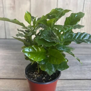 Arabica Coffee Plant - Live Indoor Houseplant - 4 inch Pot - Image 3