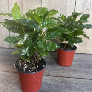 Arabica Coffee Plant - Live Indoor Houseplant - 4 inch Pot - Image 7