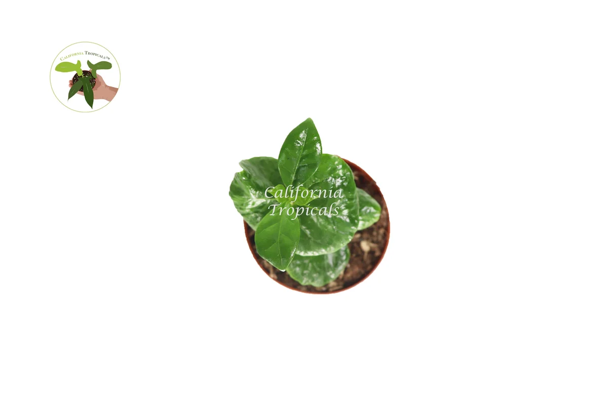 Arabica Coffee Plant - Live Potted Plant, 2 inch Pot, Indoor Coffee Tree - Image 2