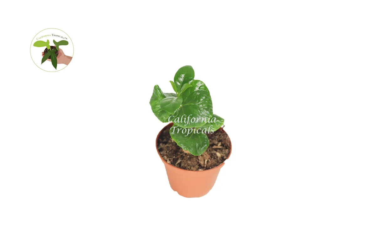 Arabica Coffee Plant - Live Potted Plant, 2 inch Pot, Indoor Coffee Tree - Image 1