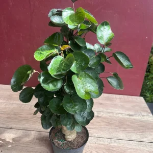 Aralia Fabian Stump Live Plant – 6 inch Pot – Indoor Houseplant - Image 3