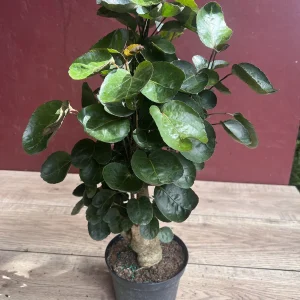 Aralia Fabian Stump Live Plant – 6 inch Pot – Indoor Houseplant - Image 5