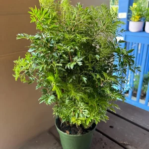 Aralia Ming Live Plant 6 inch Pot - Edible Variegated Foliage Indoor - Image 2