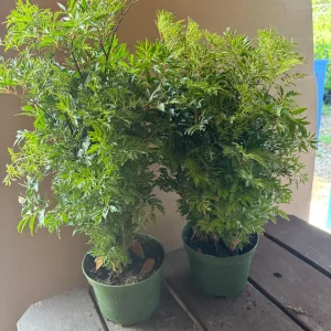 Aralia Ming Live Plant 6 inch Pot - Edible Variegated Foliage Indoor - Image 5