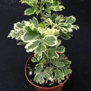 Aralia Ming Live Plant 6 inch Pot - Edible Variegated Foliage Indoor - Image 6