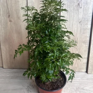 Aralia Parsley Live Plant - Polyscias fruticosa in 6 Inch Pot - Indoor/Outdoor Tropical Foliage - Image 3