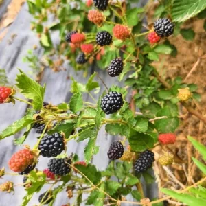 Arapaho Thornless Blackberry Live Plant – 4-6