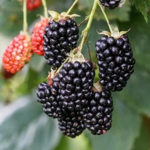 Arapaho Thornless Blackberry Live Plant – 4-6