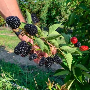 Arapaho Thornless Blackberry Live Plant – 4-6