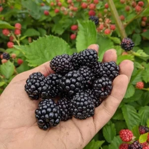 Arapaho Thornless Blackberry Live Plant – 4-6