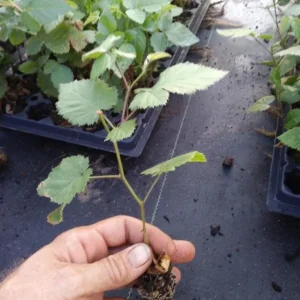 Arapaho Thornless Blackberry Live Plant – 4-6