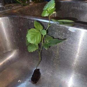 Arapaho Thornless Blackberry Live Plant – 4-6