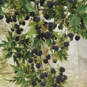 Arapaho Thornless Blackberry Live Plant – Rubus fruticosus – 1 Starter Plug - Image 6