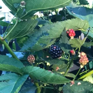 Arapaho Thornless Blackberry Live Plant - Set of 2, 4-6