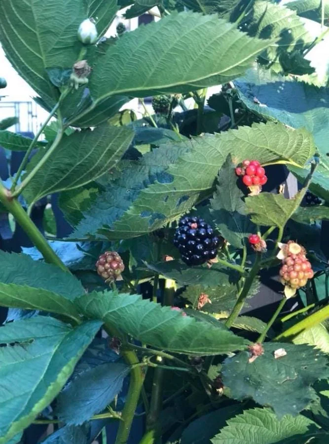 Arapaho Thornless Blackberry Live Plant - Set of 2, 4-6" Tall, Bare Root, Outdoor - Image 3