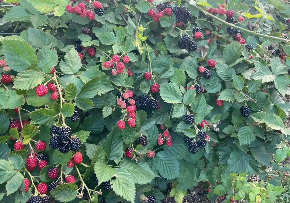 Arapaho Thornless Blackberry Live Plant - Set of 2, 4-6" Tall, Bare Root, Outdoor - Image 4