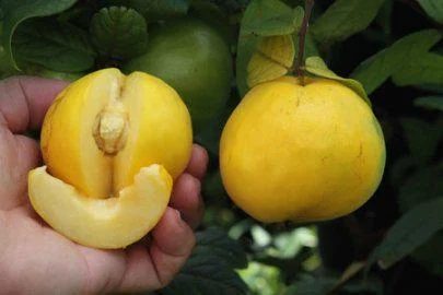 Araza Live Plant – Rare Tropical Fruit Tree – 2 ft Tall – 3 Gallon Pot - Image 1