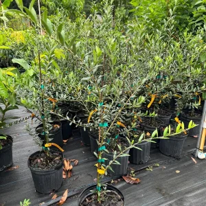 Arbequina Olive Tree Live Plant - 1 Gallon Pot, 2-3 Feet Tall - Image 3