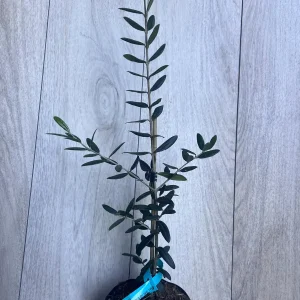 Arbequina Olive Tree Live Plant – Half Gallon Pot – Indoor/Outdoor - Image 3