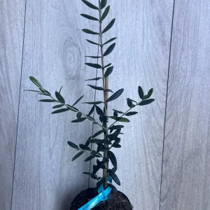 Arbequina Olive Tree Live Plant – Half Gallon Pot – Indoor/Outdoor - Image 5
