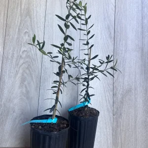 Arbequina Olive Tree Live Plant – Half Gallon Pot – Indoor/Outdoor - Image 6