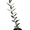Arbequina Olive Tree - Live Plant - Olea europaea - 4 inch Pot - Image 1