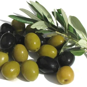 Arbequina Olive Tree - Live Plant - Olea europaea - 4 inch Pot - Image 2