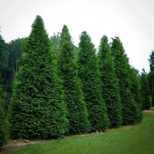 Arborvitae Green Giant Thuja Plicata Live Plant 12-18