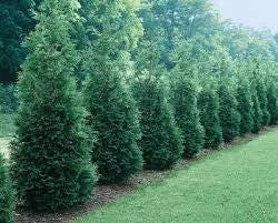 Arborvitae Green Giant Thuja Plicata Live Plant 12-18" Tall Trade Gallon - Image 1